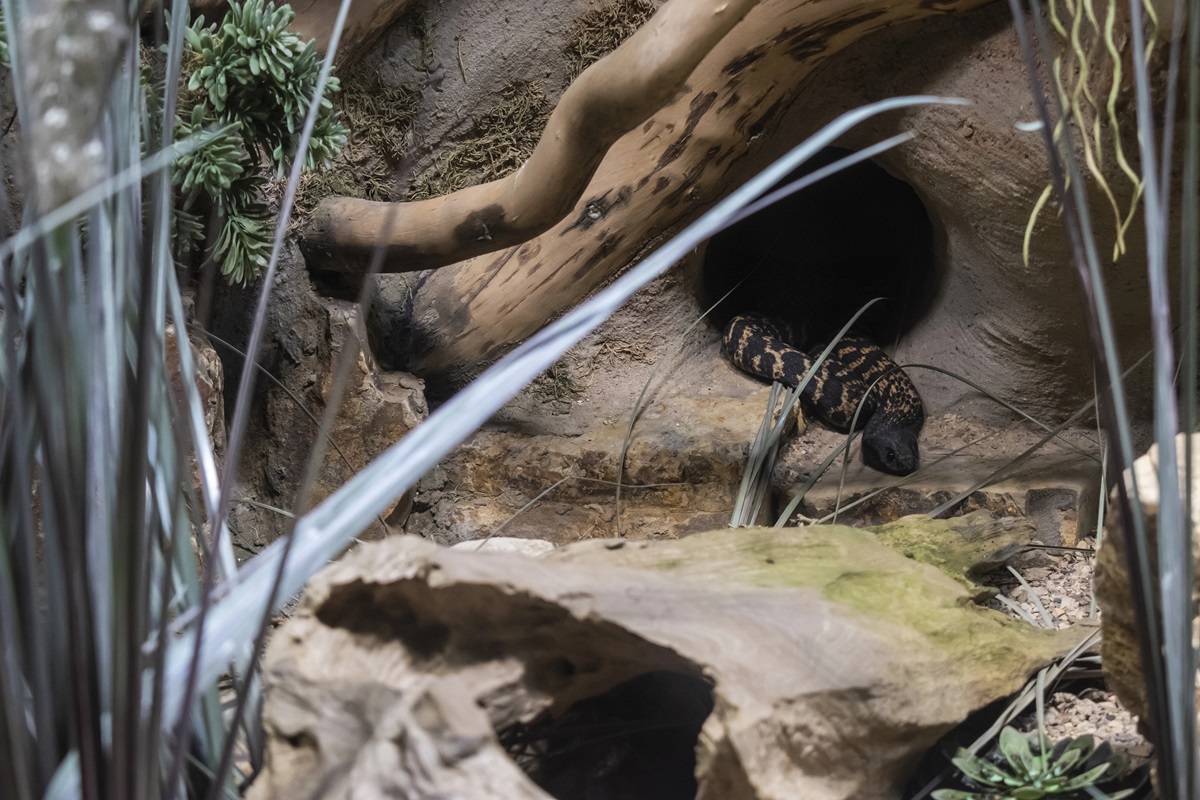 Zoo Leipzig: Pfleger müssen besonders vorsichtig sein - "Hat schon gebissen"