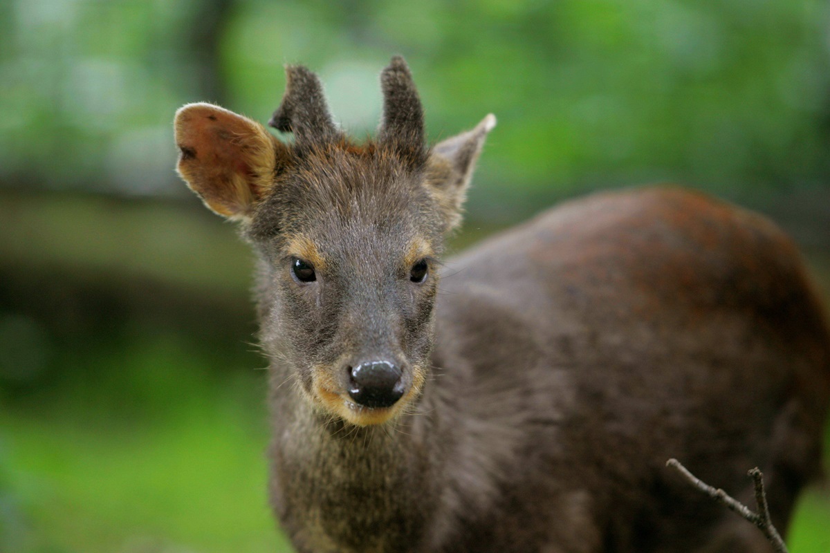 Zoo Leipzig: Vorfreude schlägt in Schock um! Tierpfleger mit tragischem Fund
