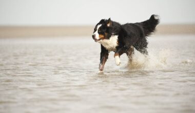 Sylt: Polizei erschießt Hund von Urlauberin am Strand