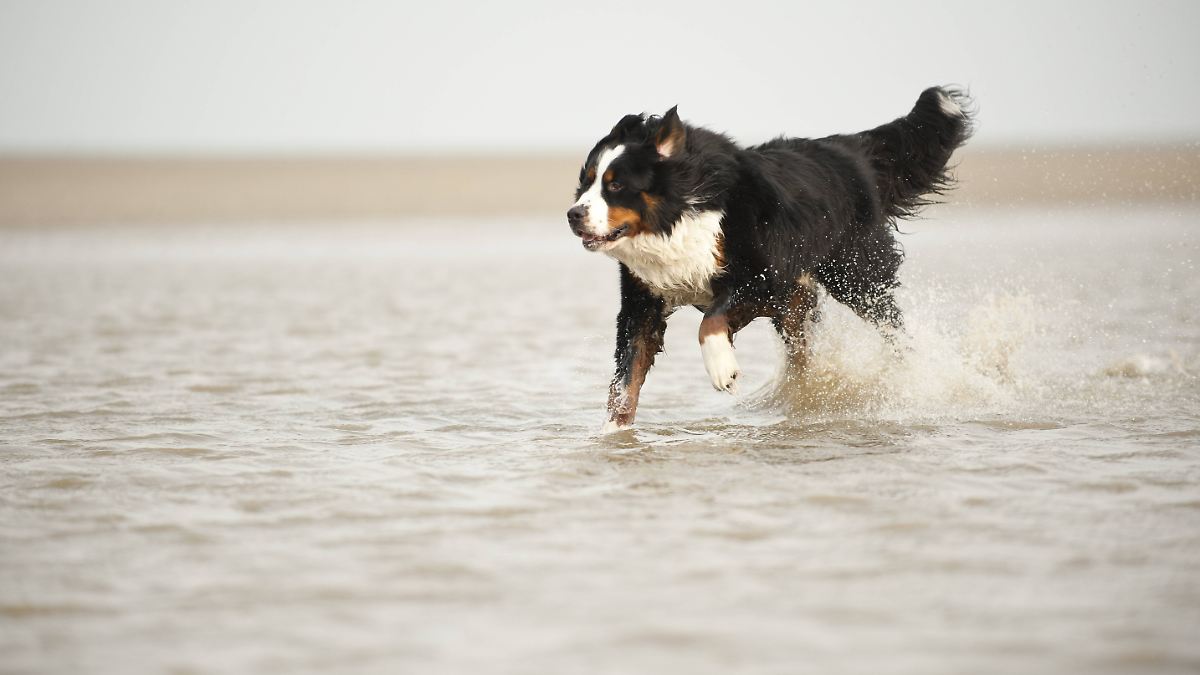 Sylt: Polizei erschießt Hund von Urlauberin am Strand