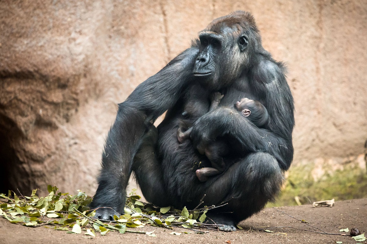 Zoo Leipzig: Nach dem Tod von Kio und Kibara gibt es keinen Zweifel mehr