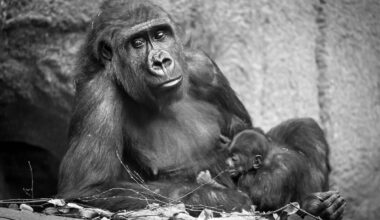 Gorilla Kibara im Zoo Leipzig
