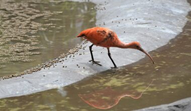 "Müssen genau hinschauen!" Pfleger hoffen im Zoo Leipzig auf Sensation