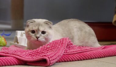 Tierheim Berlin findet klare Worte: Dieser Mythos kann Leben kosten