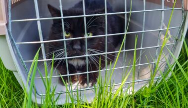 Tierheim Essen vermittelt Katze – wenige Monate später gibt es Post