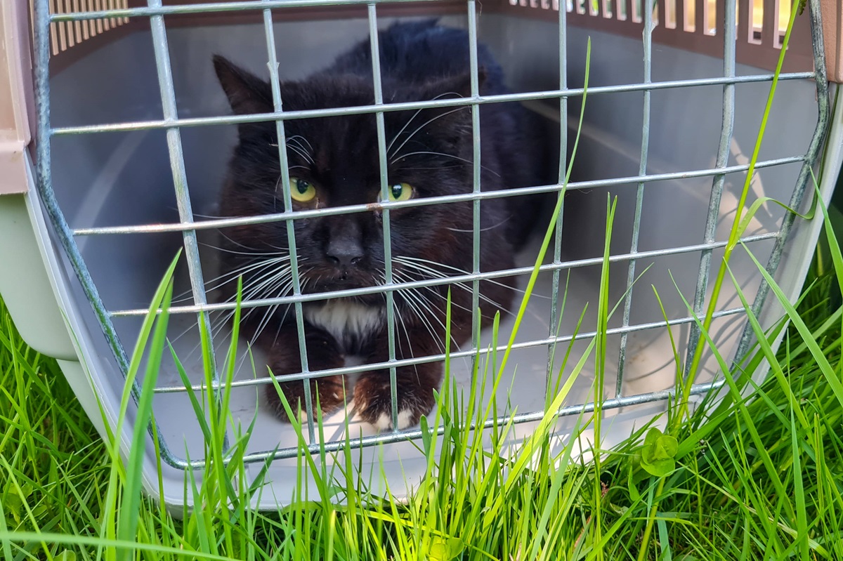 Tierheim Essen vermittelt Katze – wenige Monate später gibt es Post