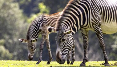 Dortmunder Zoo: Sorge vor Zebra-Geburt! Jetzt zeigt es sich deutlich