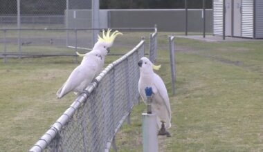 Gelbhaubenkakadus bedienen in Australien einen Trinkbrunnen
