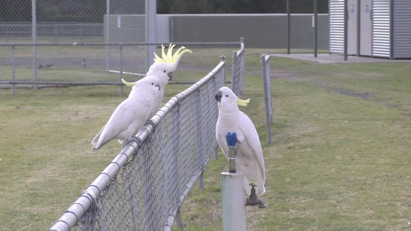 Gelbhaubenkakadus bedienen in Australien einen Trinkbrunnen