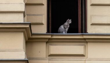 Fast ein Dutzend abgemagerter Katzen in Berliner Wohnung endeckt