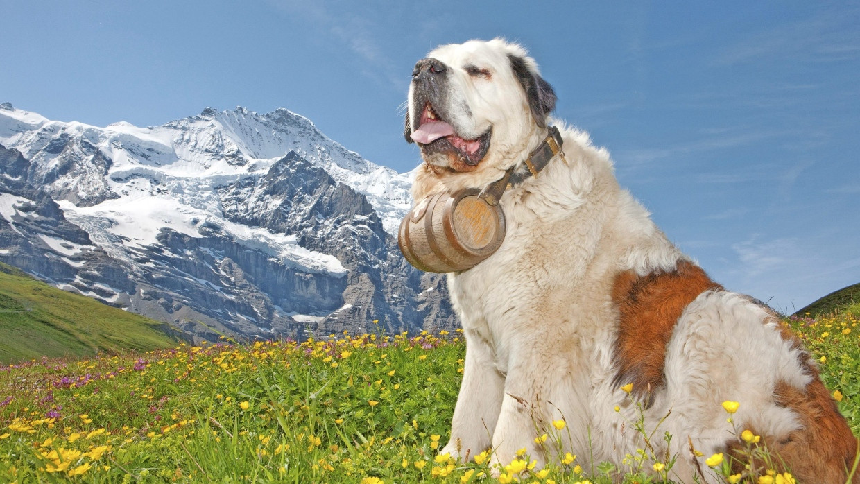 Lange Zeit hat der Mensch Bernhardiner als Lawinenhunde eingesetzt.
