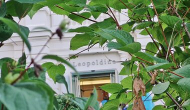 Mathematik-Nachmittag für Jung und Alt in der Leopoldina