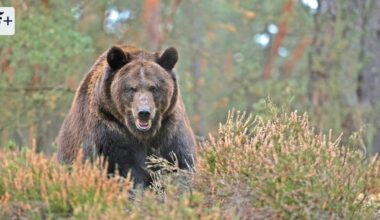 Clara Arnauds Roman „Im Tal der Bärin“