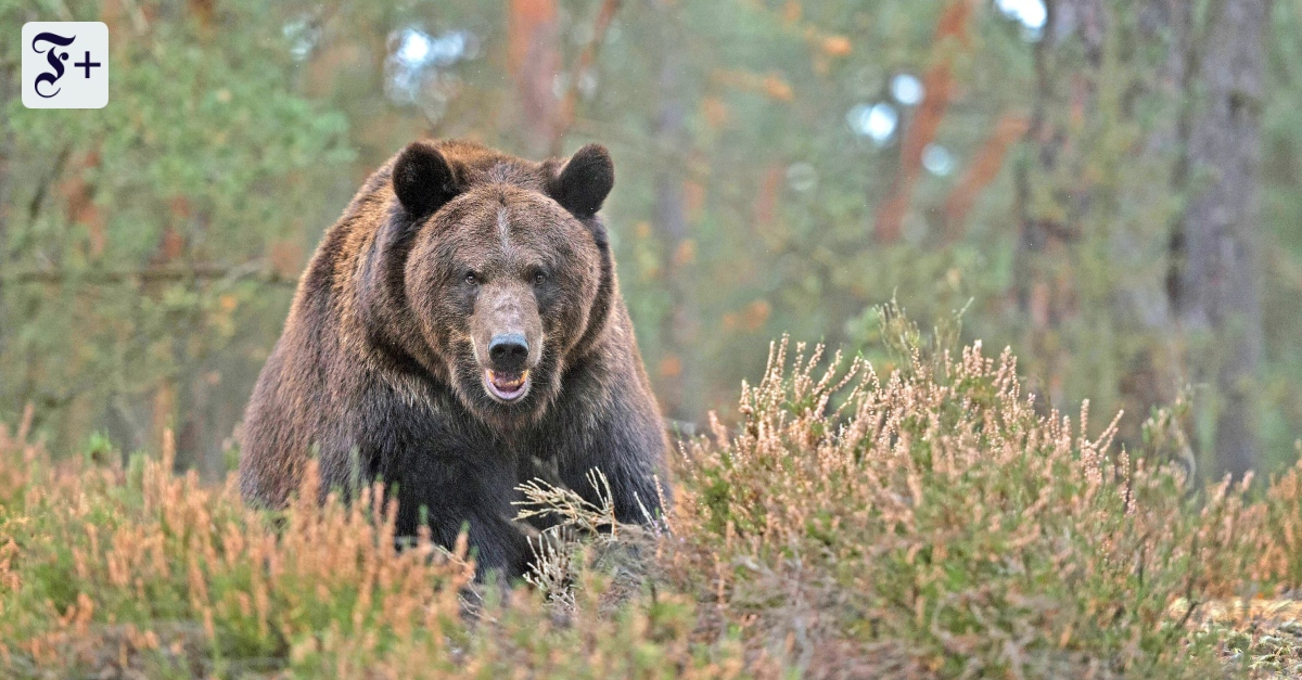 Clara Arnauds Roman „Im Tal der Bärin“