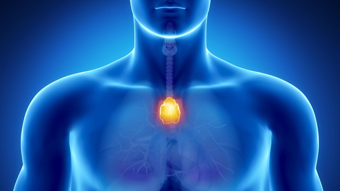 Ohne Thymus würde sich der Körper selbst zerstören