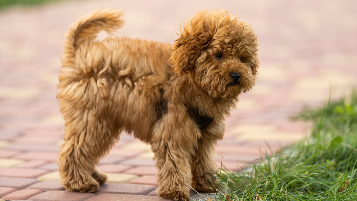 Neun geschmuggelte Hundewelpen suchen Zuhause