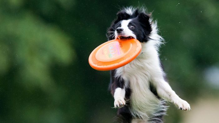 Dog Happiness Index 2025: In Stuttgart leben Hunde besonders gut