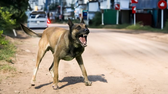 Bad Cannstatt: Hund beißt zweijähriges Kind vor Eisdiele ins Bein – Polizei sucht Halter