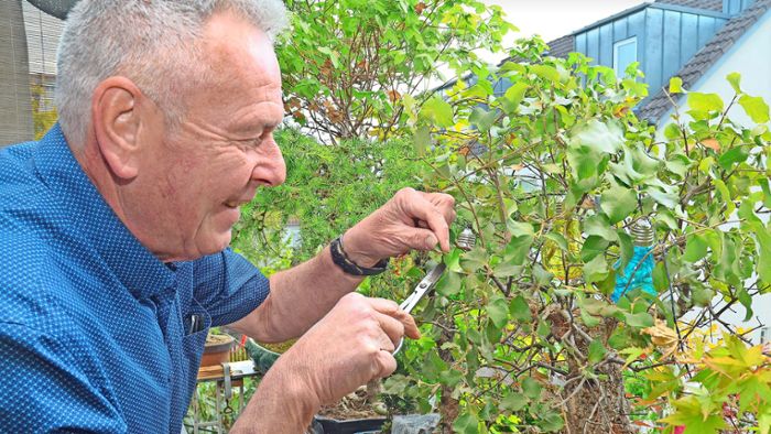 Bonsai-Kunst in Esslingen: Uwe Tomppert verwandelt sein Zuhause in einen Miniaturwald