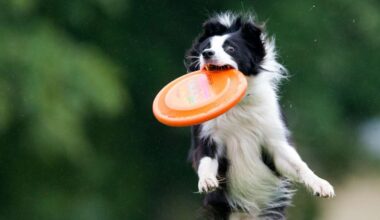 Dog Happiness Index 2025: In Stuttgart leben Hunde besonders gut