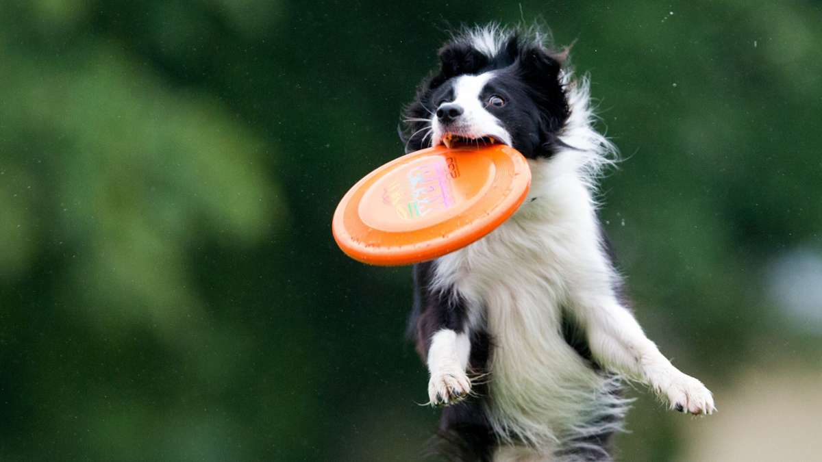 Dog Happiness Index 2025: In Stuttgart leben Hunde besonders gut