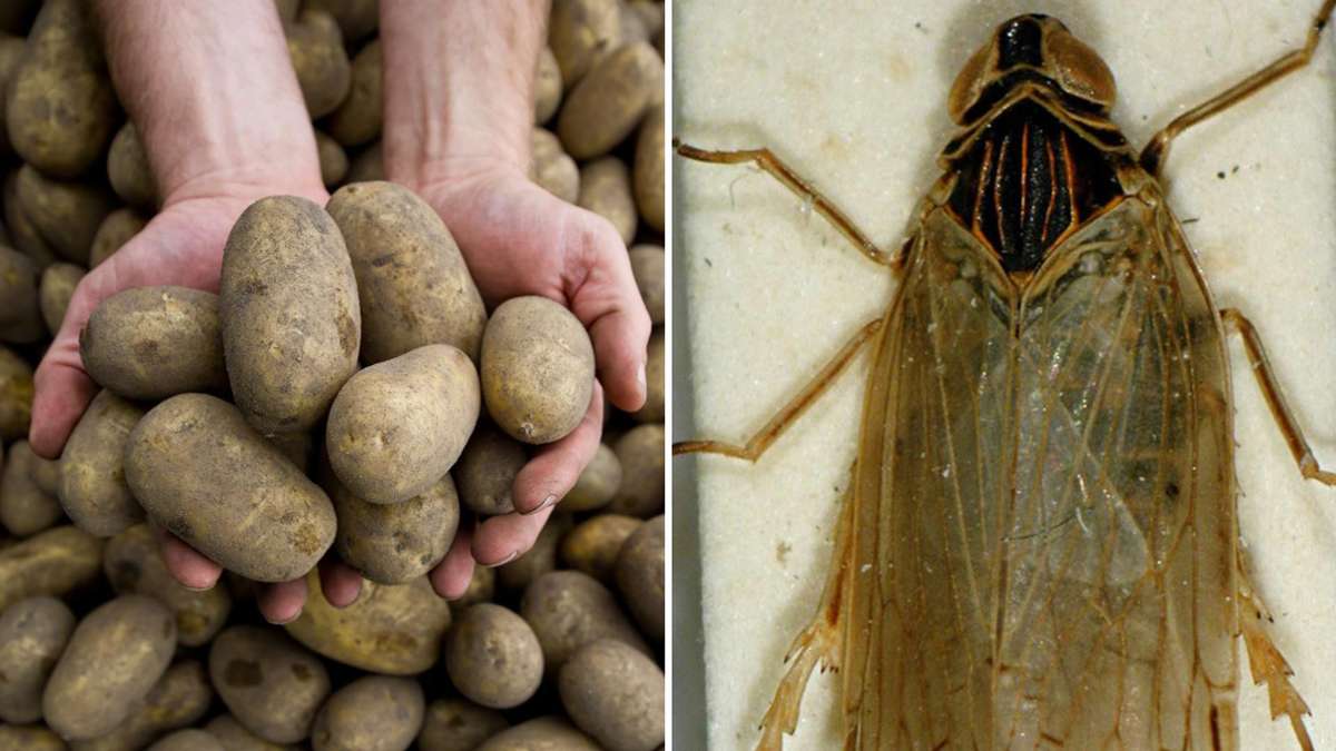 Durch Insekt übertragen: Bakterium bringt Kartoffelernte im Land in Gefahr – auch Stuttgart betroffen