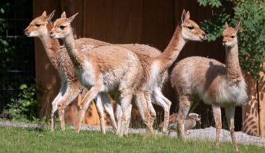Neue Tierart in der Wilhelma: Im Stuttgarter Zoo leben jetzt wilde Kamele - Stuttgart