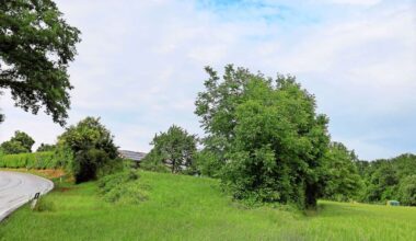 Oberriexingen: Diskussion um landwirtschaftliche Halle mit Stall - Sachsenheim