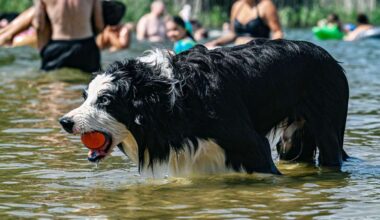 Stuttgart & Umgebung: Wie hundefreundlich sind Badeseen in der Region?