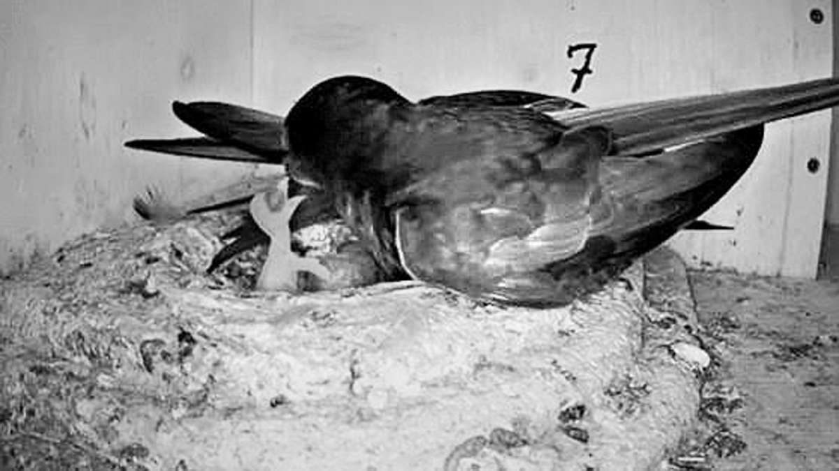 Mauersegler beobachten in Stuttgart: Wer warf das Küken aus dem Nest?