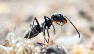 Tapinoma magnum: Nachweise der invasiven Ameisen in vier Städten der Region Stuttgart