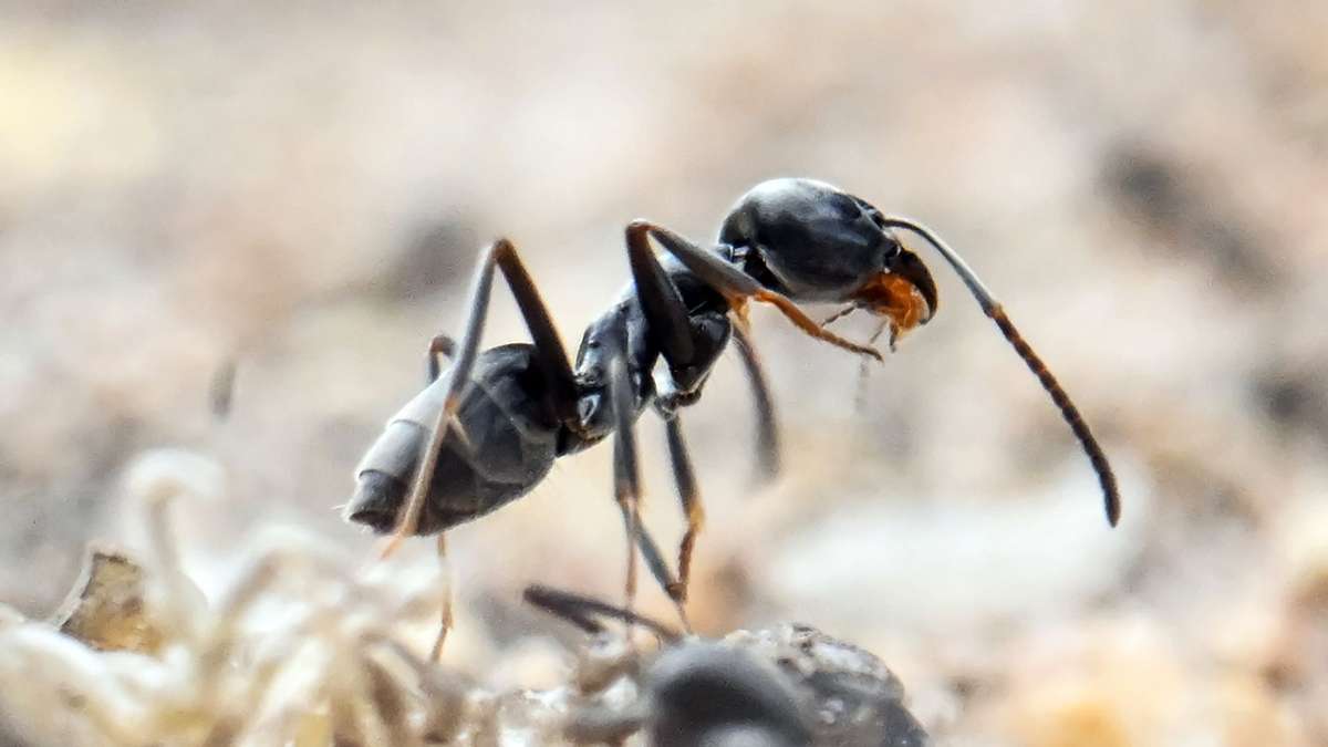 Tapinoma magnum: Nachweise der invasiven Ameisen in vier Städten der Region Stuttgart
