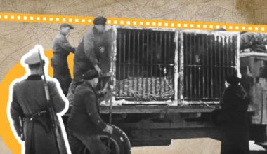 Stuttgart im Zweiten Weltkrieg: Warum der Killesberg kein Zoo wurde