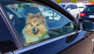 Vorfall in Esslingen: Hund bei Hitze in Auto zurückgelassen – Polizei rettet ihn - Esslingen