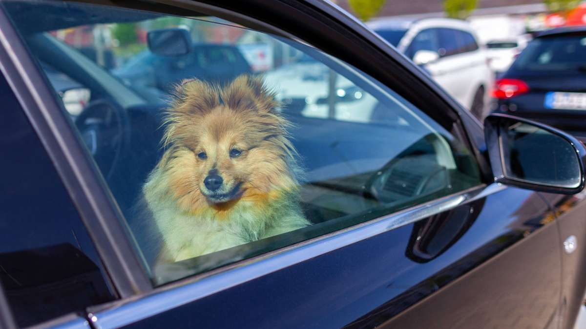 Vorfall in Esslingen: Hund bei Hitze in Auto zurückgelassen – Polizei rettet ihn - Esslingen