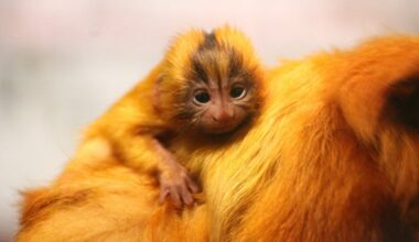 Tierpark Chemnitz freut sich über Baby-Äffchen