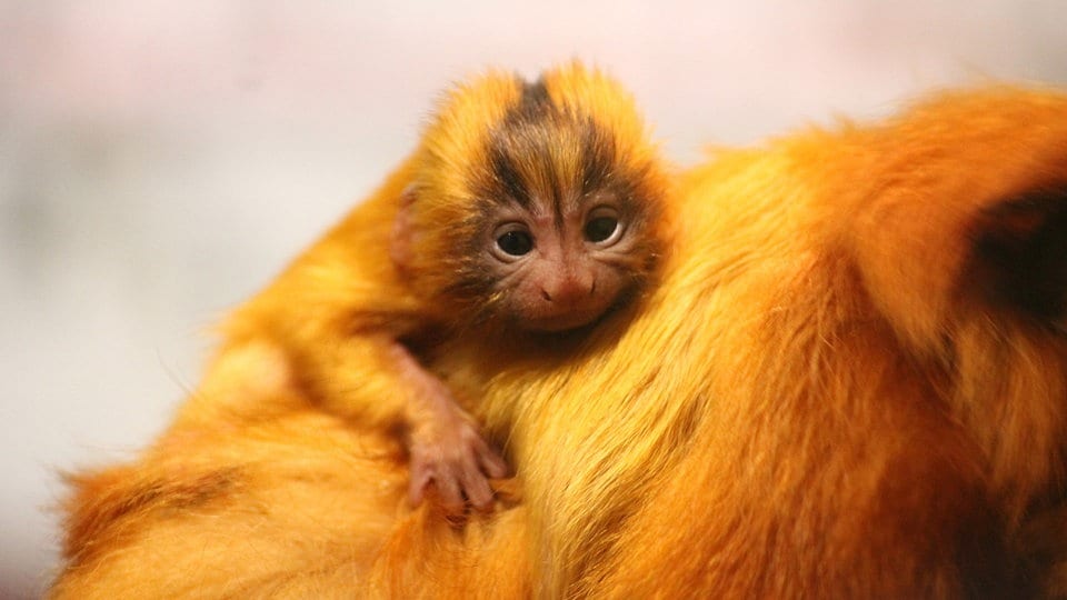 Tierpark Chemnitz freut sich über Baby-Äffchen