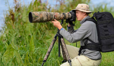Wildtiere in Gefahr: Problematische Trends in der Fotografie