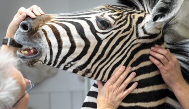 Naturkundemuseum Leipzig: Letzte Ausstellungen vor dem Umzug 2029