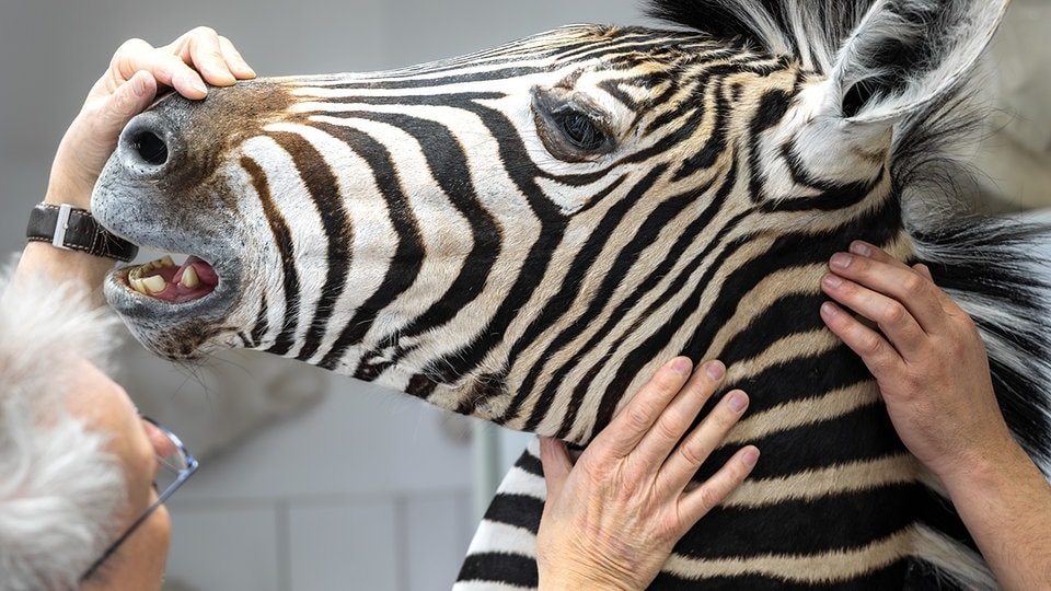 Naturkundemuseum Leipzig: Letzte Ausstellungen vor dem Umzug 2029
