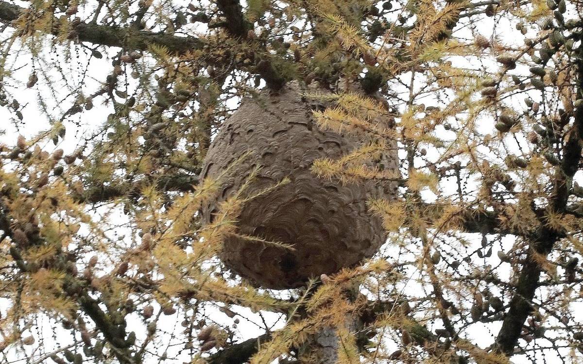 Die Stadt Duisburg startet eine neue Initiative gegen die invasive Asiatische Hornisse. Wer bei sich zum ersten Mal Nester der gefährlichen Art entdeckt, kann diese kostenlos entfernen lassen – auch wenn die rechtliche Verpflichtung dazu seit März weggefallen ist.