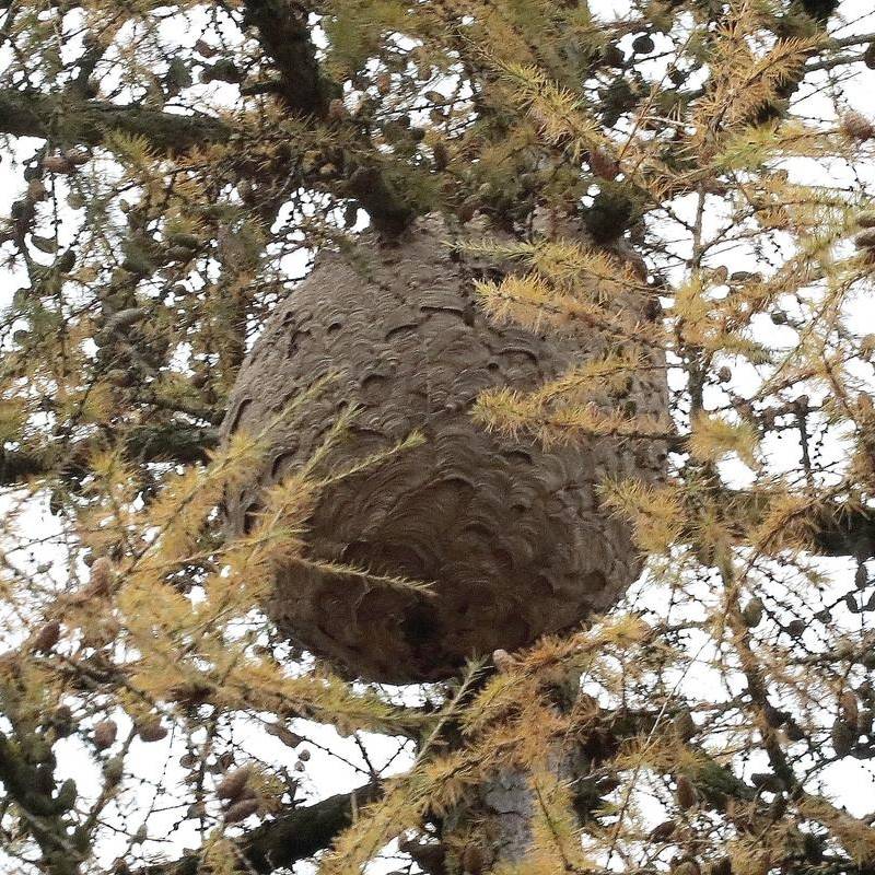 Asiatische Hornisse: Kostenloser Service in Duisburg