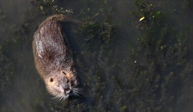 Warum in Bremen 3.500 Nutrias getötet wurden