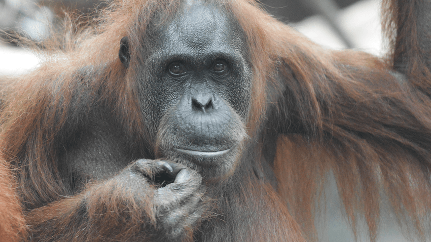 Orang-Utan (Archivbild): Die Tiere zählen zu den engsten Verwandten des Menschen.