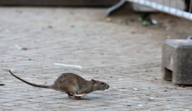 Neukölln erlässt Allgemeinverfügung – hohe Strafen drohen