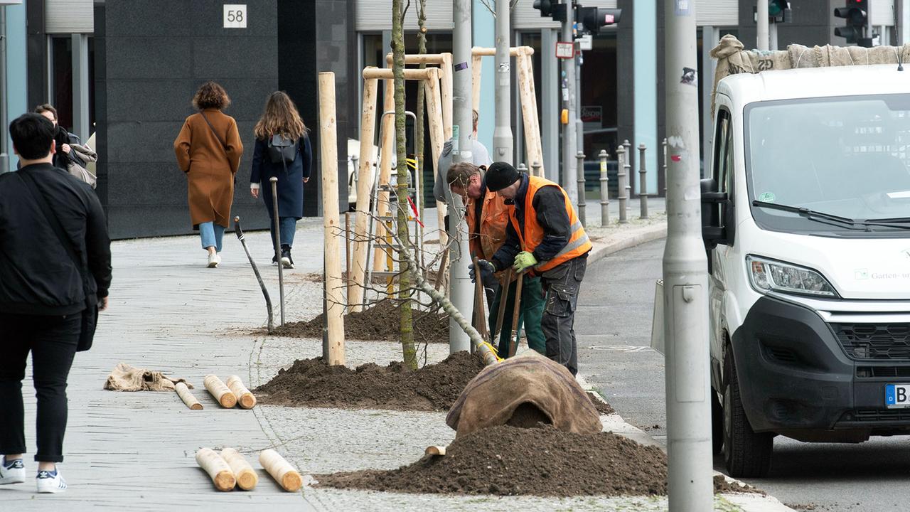 Berlin: Vor Klausurtagung in Nauen: Grüne wollen deutlich mehr Stadtbäume in Berlin pflanzen