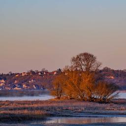 Der Sonnenaufgang färbt die Landschaft am Grenzfluss Oder in ein warmes Licht, während der abnehmende Mond noch am Himmel strahlt. Unter Hochdruckeinfluss übernimmt in Berlin und Brandenburg immer mehr der Frühling die Regie. (Quelle: dpa/Pleul)
