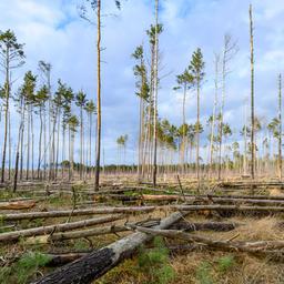Eine ehemalige Waldbrandfläche, wo es im Jahr 2019 einen großen Waldbrand gab. (Quelle: dpa/Patrick Pleul)