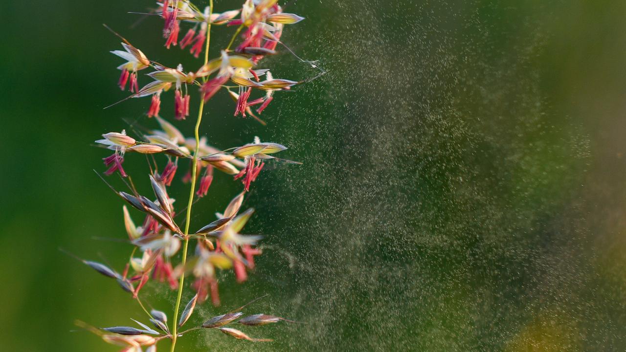 Berlin Brandenburg: "Hochsaison": Heftiger Gräserpollen-Flug belastet Allergiker in Berlin und Brandenburg