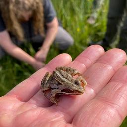 Im Rambower Moor in der Prignitz lassen sich noch Moorfrösche finden. (Foto: rbb/Haase-Wendt)